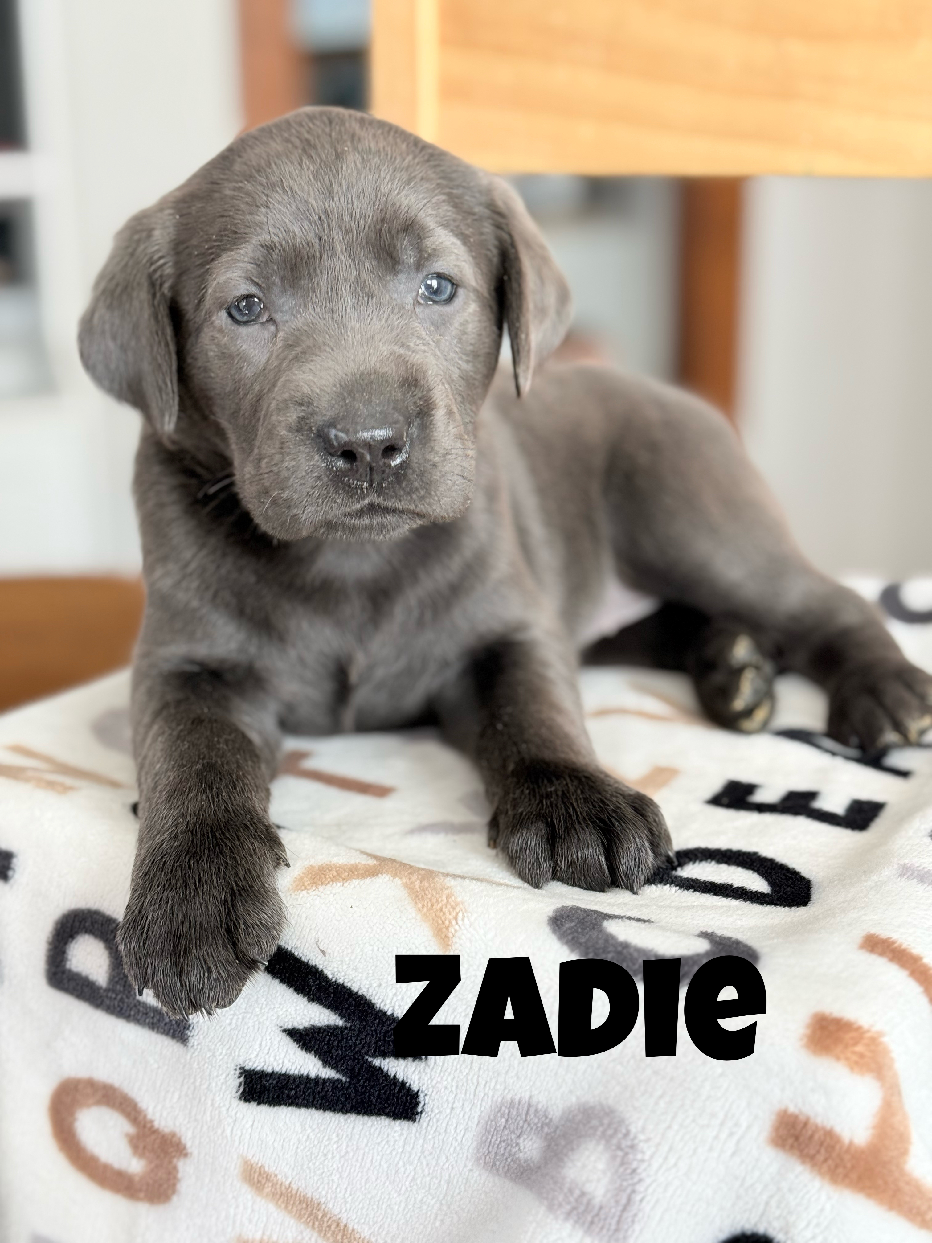 Zadie 1